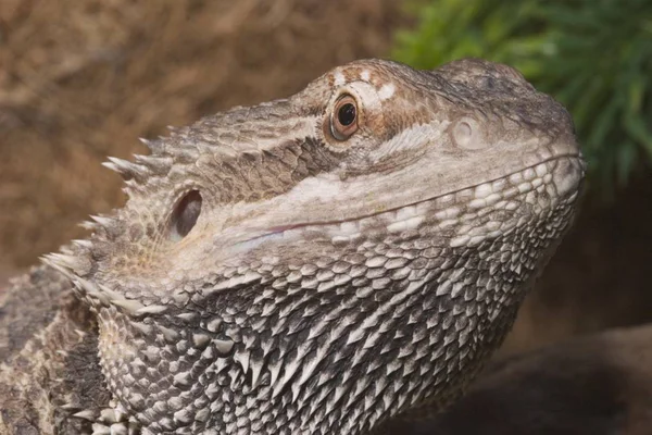 Agamen Bartagame Pogona Vitticeps —  Fotos de Stock