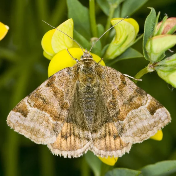 Euclidia Glyphica Schmetterling Sitzt Auf Grünem Gras Und Gelber Blume — Stockfoto