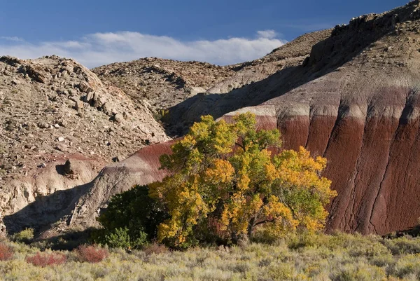 Fremont Cottonwood Populus Fremontii Blå Flats Badlands Utah Usa — Stockfoto