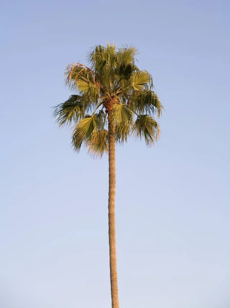 Palma Califórnia Eua América Norte — Fotografia de Stock