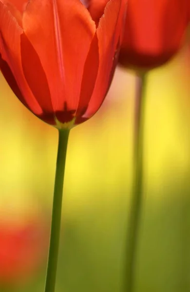 Vermelho Amarelo Tulipas Flores Campo Prado — Fotografia de Stock