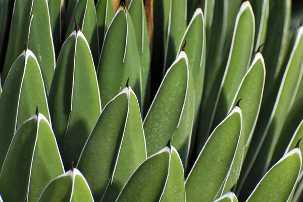 Grüne Blätter Der Agave Victoriae Reginae Pflanze — Stockfoto