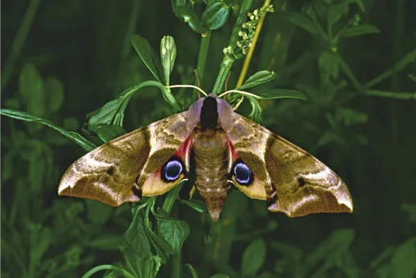 Primer Plano Eyed Hawk Moth Smerinthus Ocellata — Foto de Stock