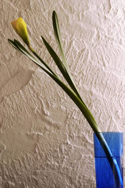 Mavi Bir Vazoda Narcissuses — Stok fotoğraf