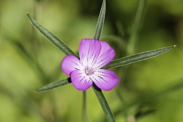 Paarse Corncockle bloem — Stockfoto