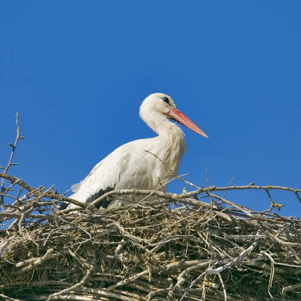 Bocian Biały Ptak Gniazdo Ciconia Ciconia — Zdjęcie stockowe
