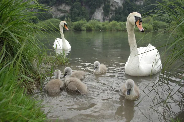 Familj av svanar simmar i sjön — Stockfoto