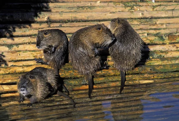 Ratti animali della Nutria — Foto Stock