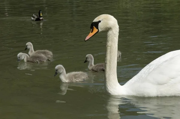Family Of Swans Swimming In Lake — Stock Photo, Image