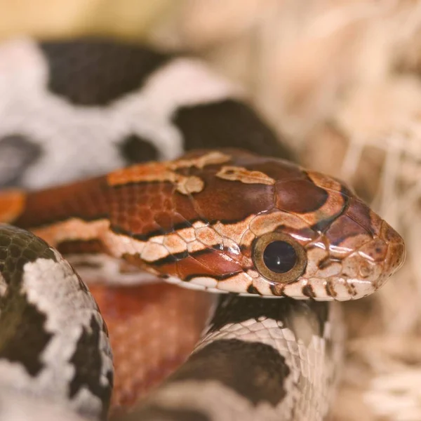 Pantherophis 鳠的性质 — 图库照片