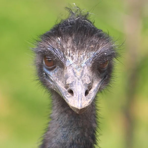 Strauß Struthio Camelus Ansicht Des Kopfes — Stockfoto