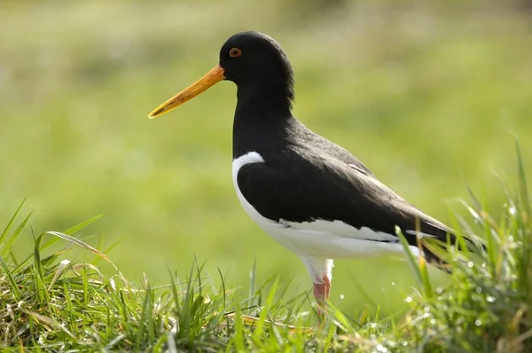 Ostrero Euroasiático Haematopus Ostralegus Bird — Foto de Stock