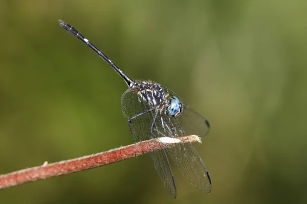 Dragonfly Micrathyria Aequalis Costa Rica North America — Stock Photo, Image