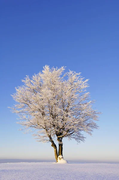 Árvore Fagus Sylvatica Paisagem Neve Estação Inverno — Fotografia de Stock