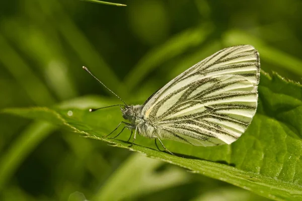 Pieris Napi Butterfly Sitting Green Leaf — Stock Photo, Image