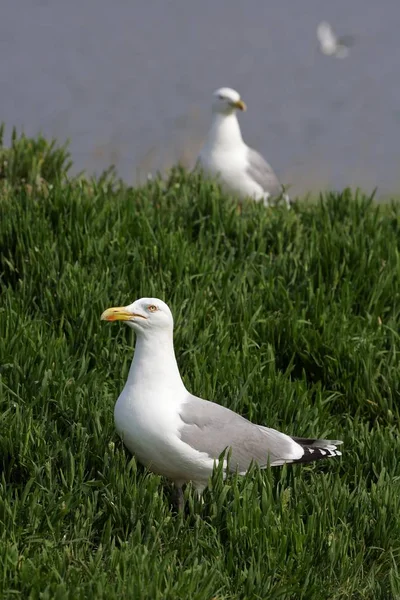 Möwen Larus Argentatus — Stockfoto