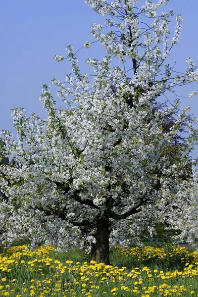 Cerisier Fleuri Aux Fleurs Blanches Prunus Avium — Photo
