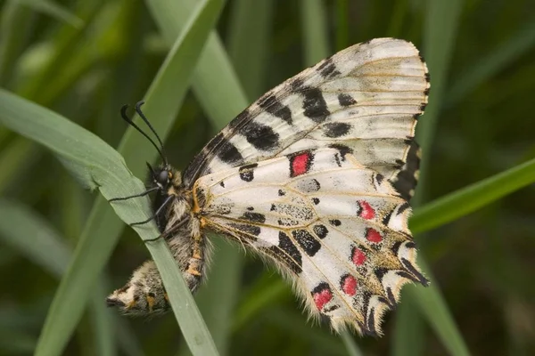 Östlicher Schmetterling Allancastria Cerisyi Freien — Stockfoto