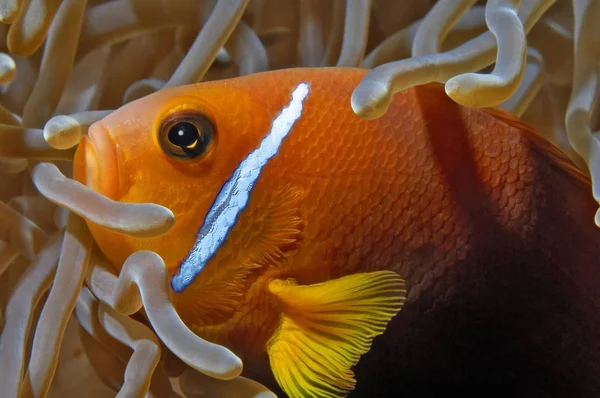 Fahéjszínű Bohóchal Amphiprion Melanopus Vakarufalhi Ari Atoll Indiai Óceán Maldív — Stock Fotó