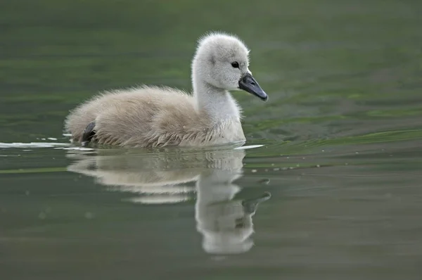 Mute Swan piliç — Stok fotoğraf