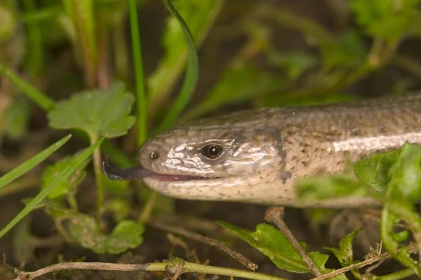Слепой Червь Anguis Fragilis Змея Открытом Воздухе Траве — стоковое фото