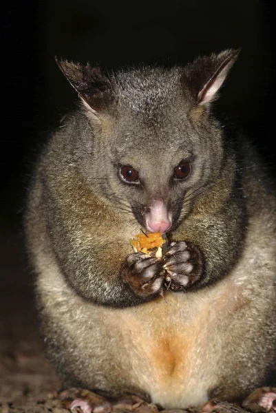 Gambá Trichosurus Vulpecula Comendo Marsupial Austrália Oceania — Fotografia de Stock