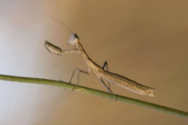 Louva Deus Mantis Inseto Religioso — Fotografia de Stock