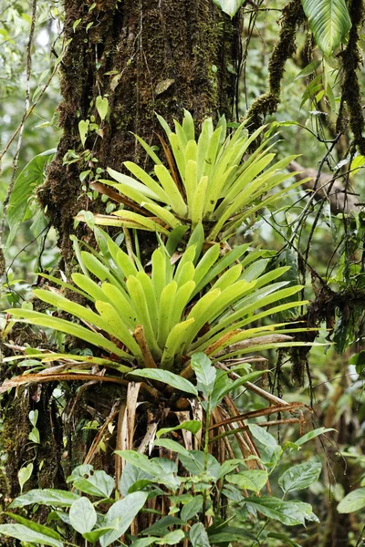 Bromeliads Rainforest Rara Avis Las Horquetas Costa Rica North America — Stock Photo, Image