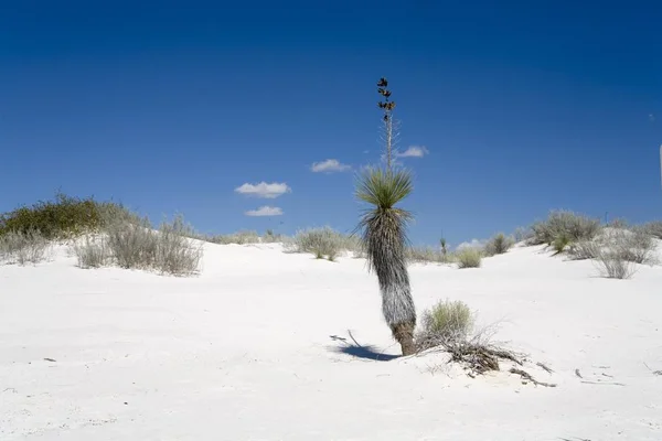 White Sands National Monument Chihuahua Wste New Mexico Usa North — Stock Photo, Image