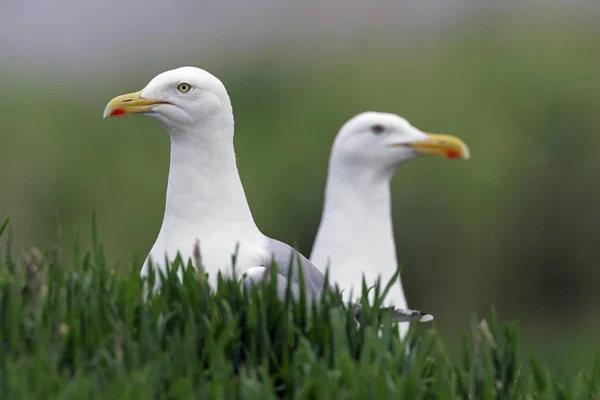 Ringa Martı Kuşları Ringa Martı Larus Argentatus Çifti — Stok fotoğraf