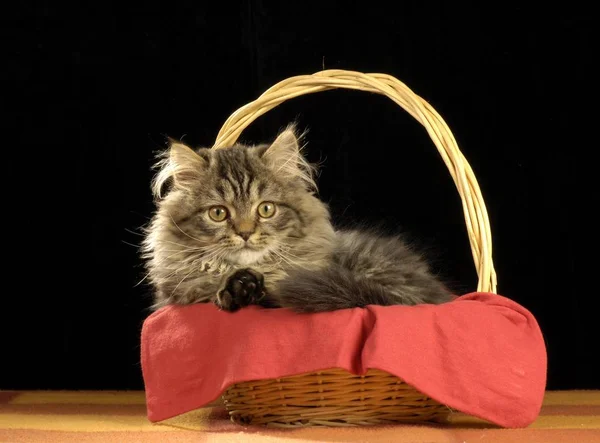 Persian Crossbreed Cat Wooden Basket — Stock Photo, Image