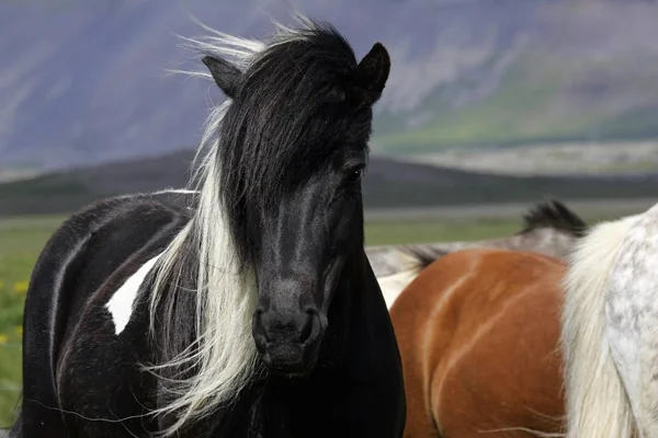 Konie Islandia Equus Przewalskii Caballus — Zdjęcie stockowe