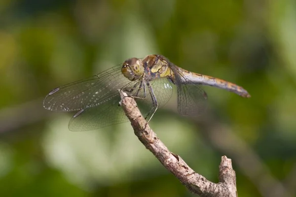 Sympetrum Striolatum Sur Branche Extérieur — Photo