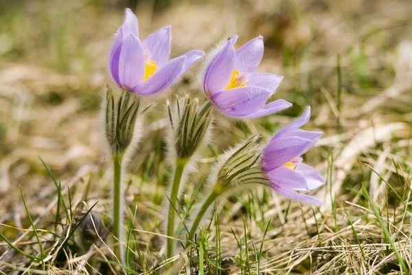 Ranunculaceae Primer Plano Fauna Naturaleza — Foto de Stock