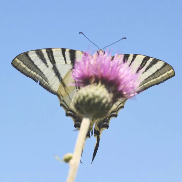 Iphiclides Podalirius Papillon Insecte Sur Fleur Violette — Photo