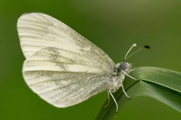 Pieris Brassicae Schmetterling Auf Grasgras Sommer — Stockfoto