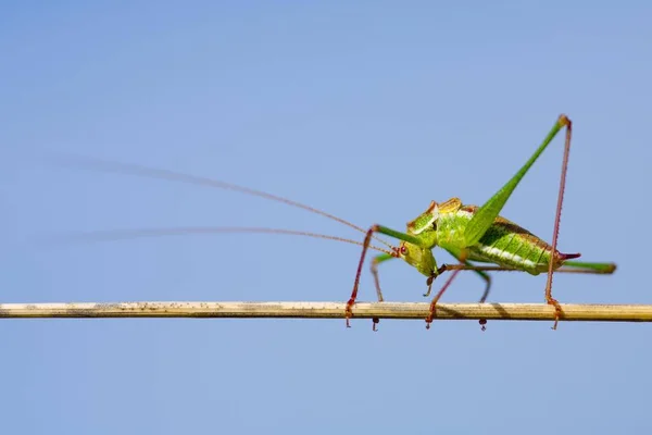 Bush Cricket Insect Leptophyes Punctatissima — Stock Photo, Image