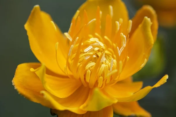 Globeflower Trollius Chinensis Golden Queen — Foto Stock