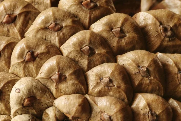 Kegels Uit Een Naaldboom — Stockfoto