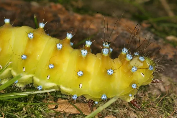 Oruga Saturnia Pavonia Disparo Cerca — Foto de Stock