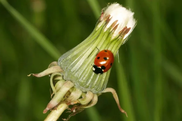 Close Van Lieveheersbeestje Een Paardebloem — Stockfoto