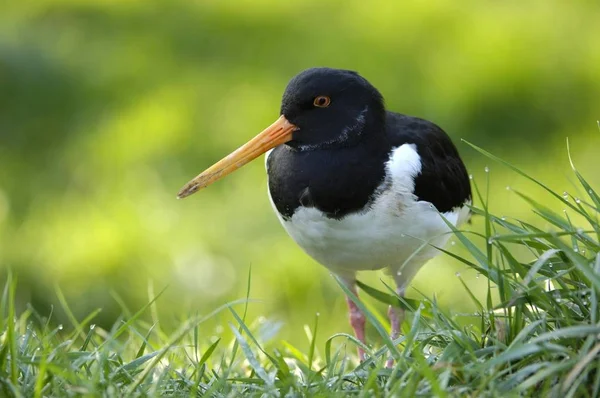 Eurázsiai Csigaforgató Haematopus Ostralegus Madár Zöld Fűben — Stock Fotó