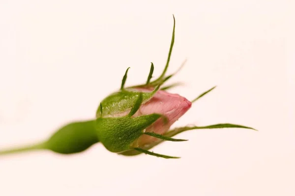 Hermosa Flor Botánica Rosa —  Fotos de Stock