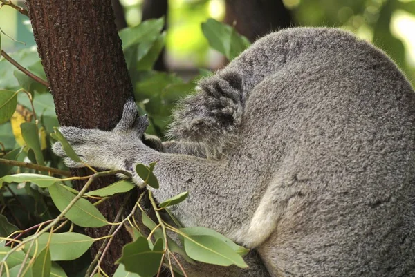 Koala Phascolarctos Cinereus Sur Arbre Australie Océanie — Photo