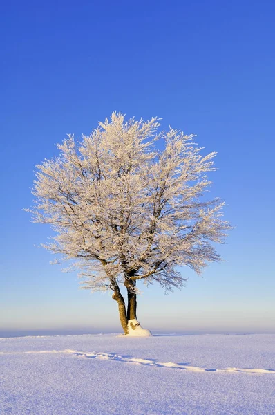 Fagus Sylvatica Árbol Paisaje Nieve Temporada Invierno — Foto de Stock