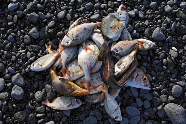 Verse Vissen Lajita Fuerteventura Canarische Eilanden — Stockfoto