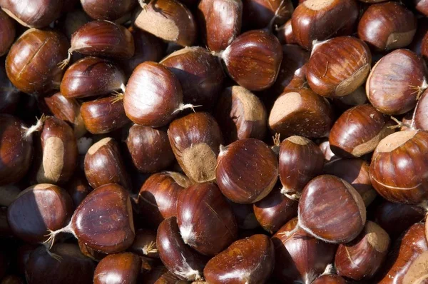 Eetbare Kastanjes Castanea Sativa — Stockfoto