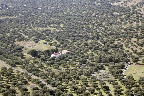 Εκκλησία Στο Καστέλλι Οροπέδιο Ανατολική Κρήτη Ελλάδα Ευρώπη Και Plantaions — Φωτογραφία Αρχείου