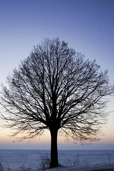 Árvore sem folhas na paisagem do pôr do sol — Fotografia de Stock