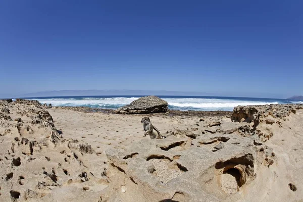 Barbary Ground Scoirrel Atlantoxerus Getulus Playa Barlovento Fuerteventura Isole Canarie — Foto Stock